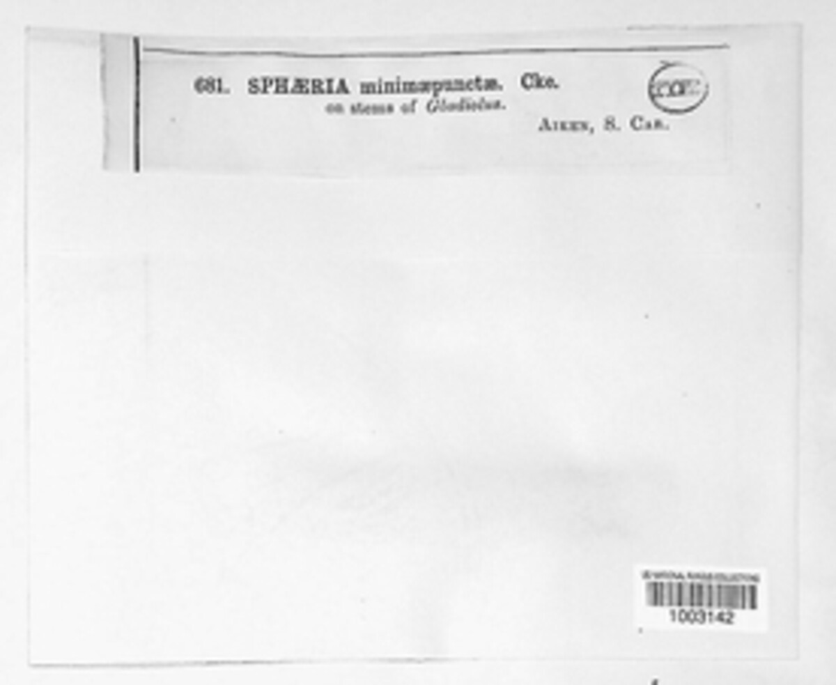 Mycosphaerella minimipuncta image